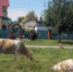 Бродячий скот - Город Сорск